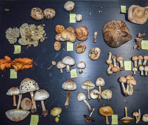 The Legalities of Magic Mushroom Use in Idaho